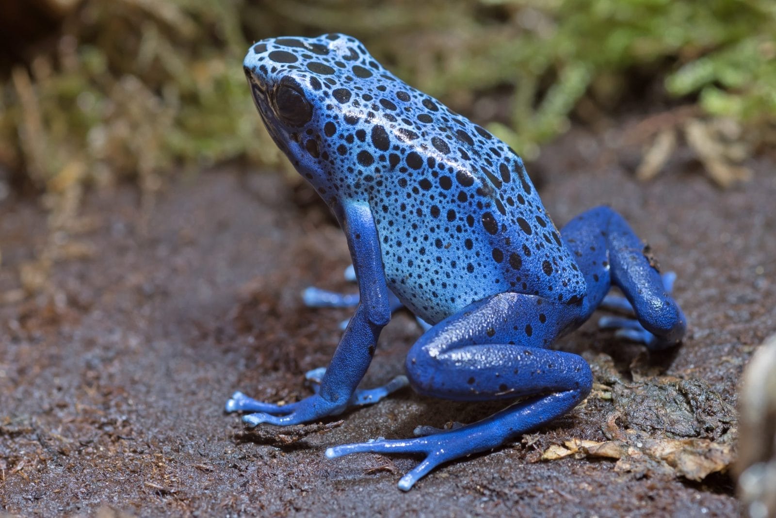 Blue poison-dart frog