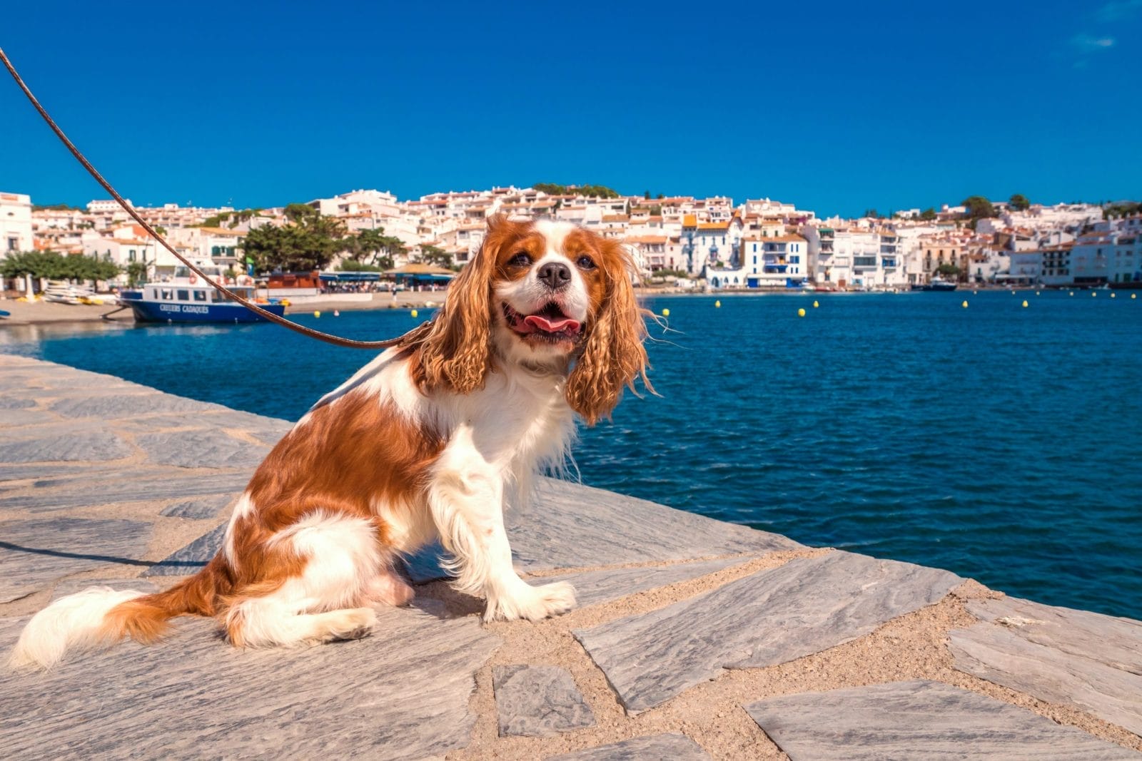 Cavalier King Charles Spaniel in Cadaques, Spain