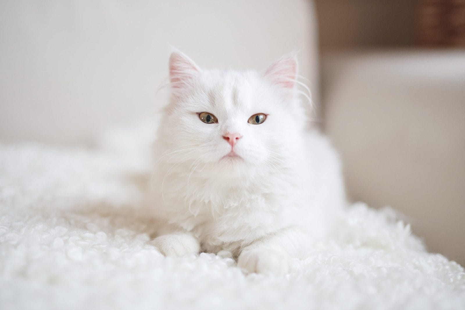 white cat sitting on a fluffy blanket