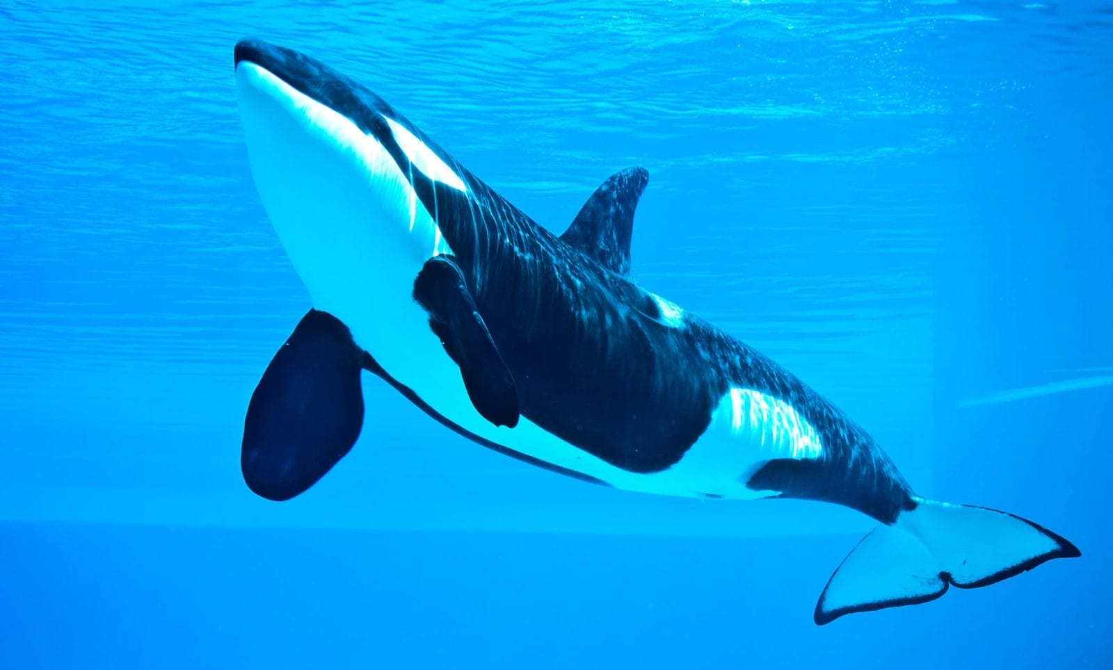 killer whale, orca in confinement
