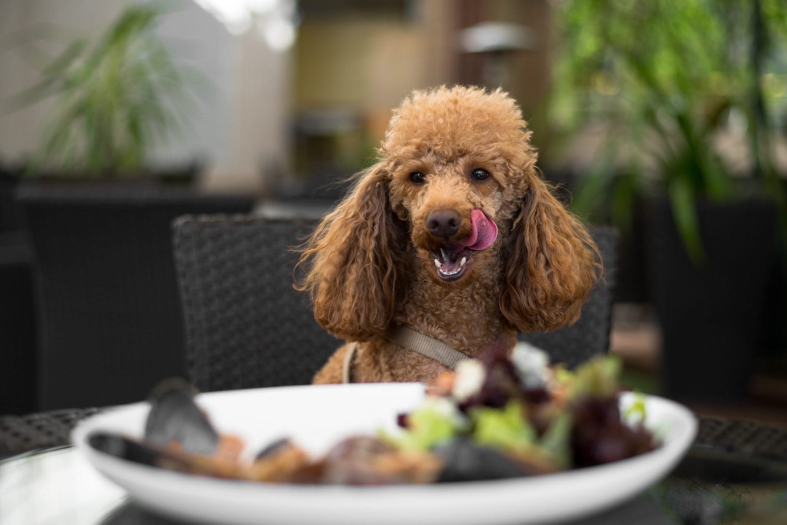 dog sitting at a restaurant