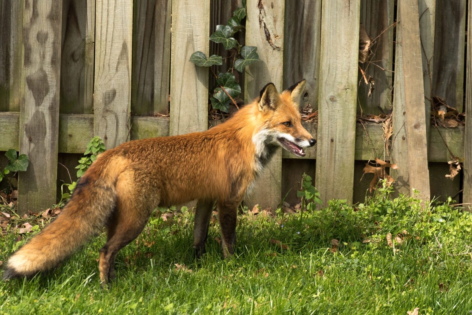 Fox in the backyard