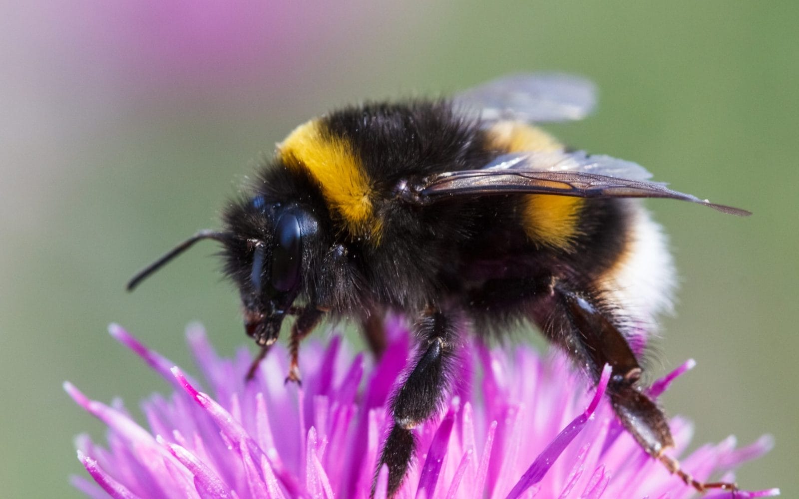 Bumblebee, bombus terrestris on a flower
