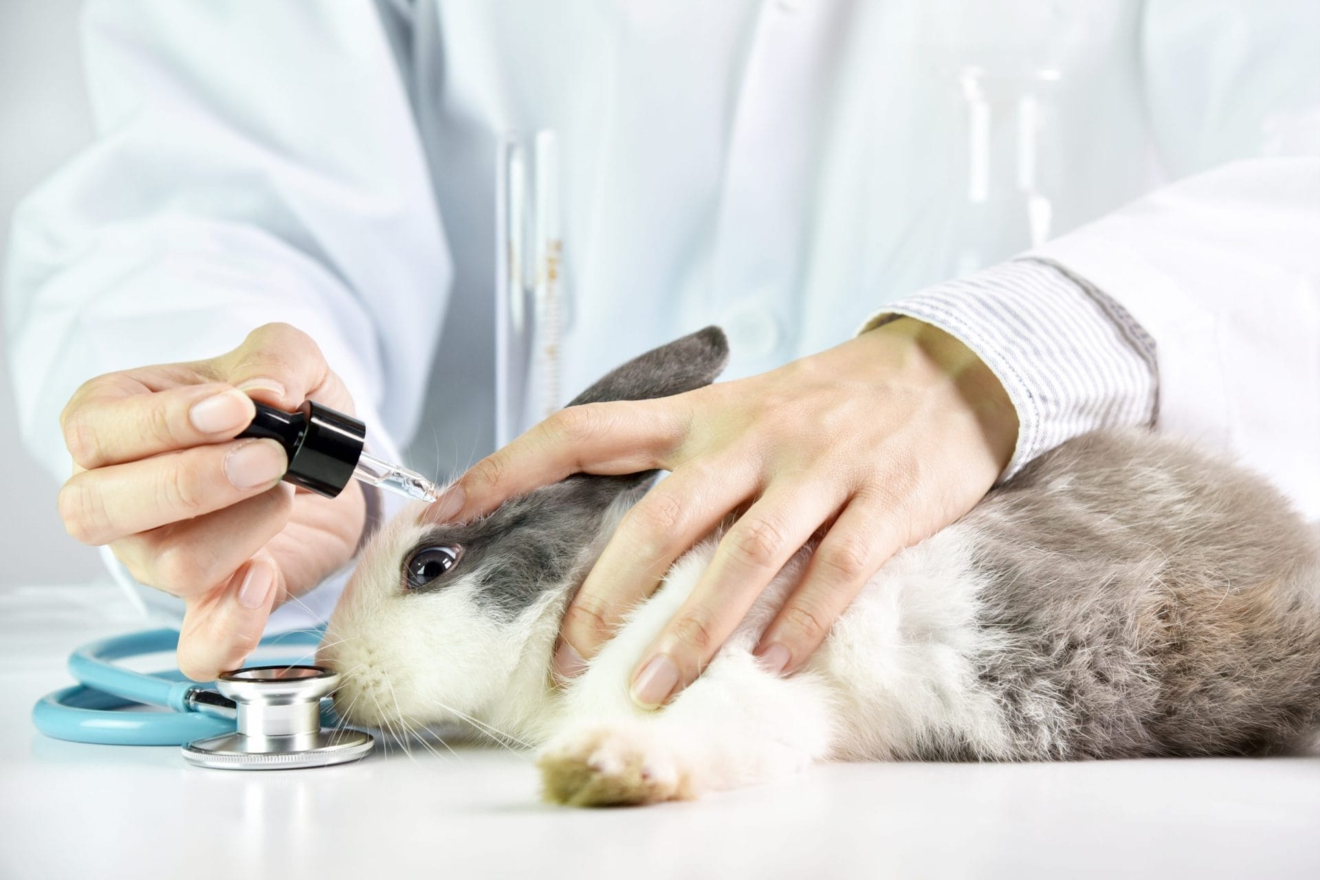 Rabbit being tested on in lab