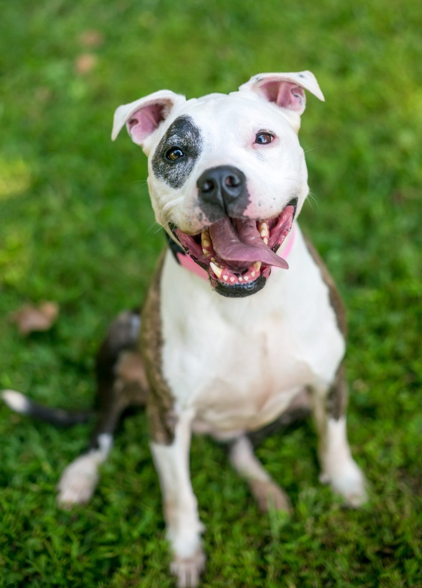 adorable rescue dog with an eye patch