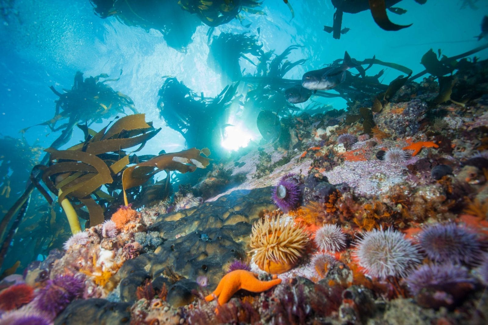 kelp forest Cape Town