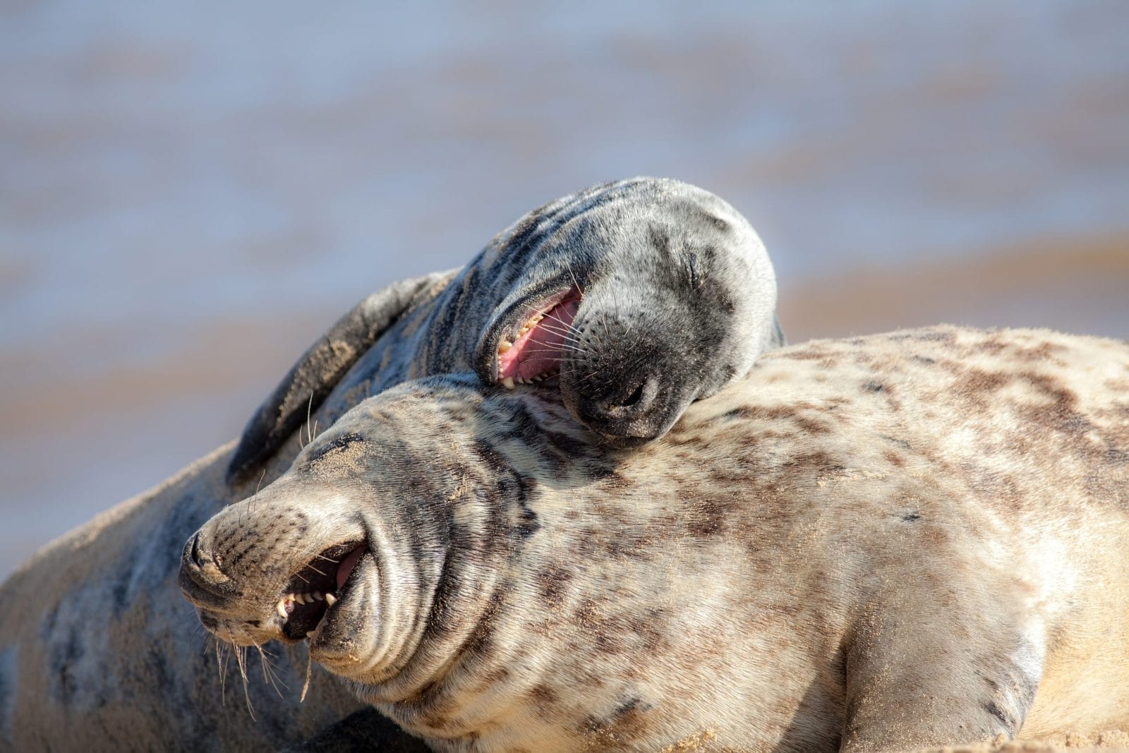 grey seals playing around and laughing