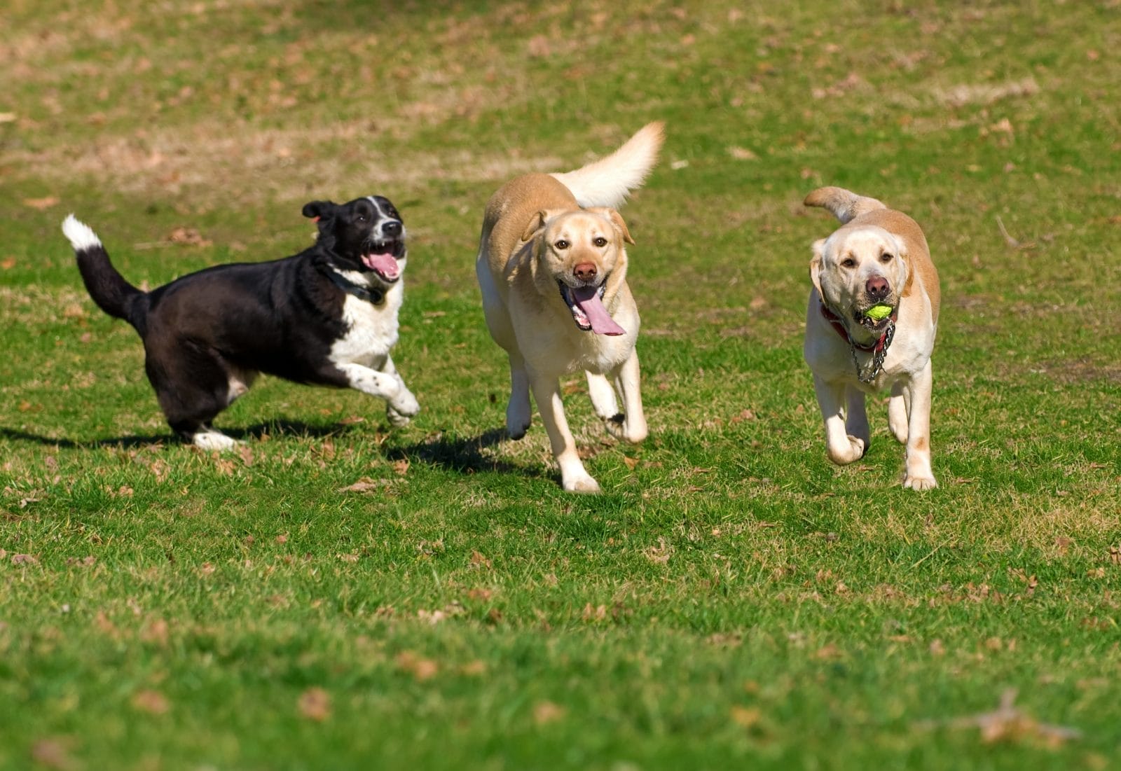 beautiful Labradors playing with a ball in a green meadow