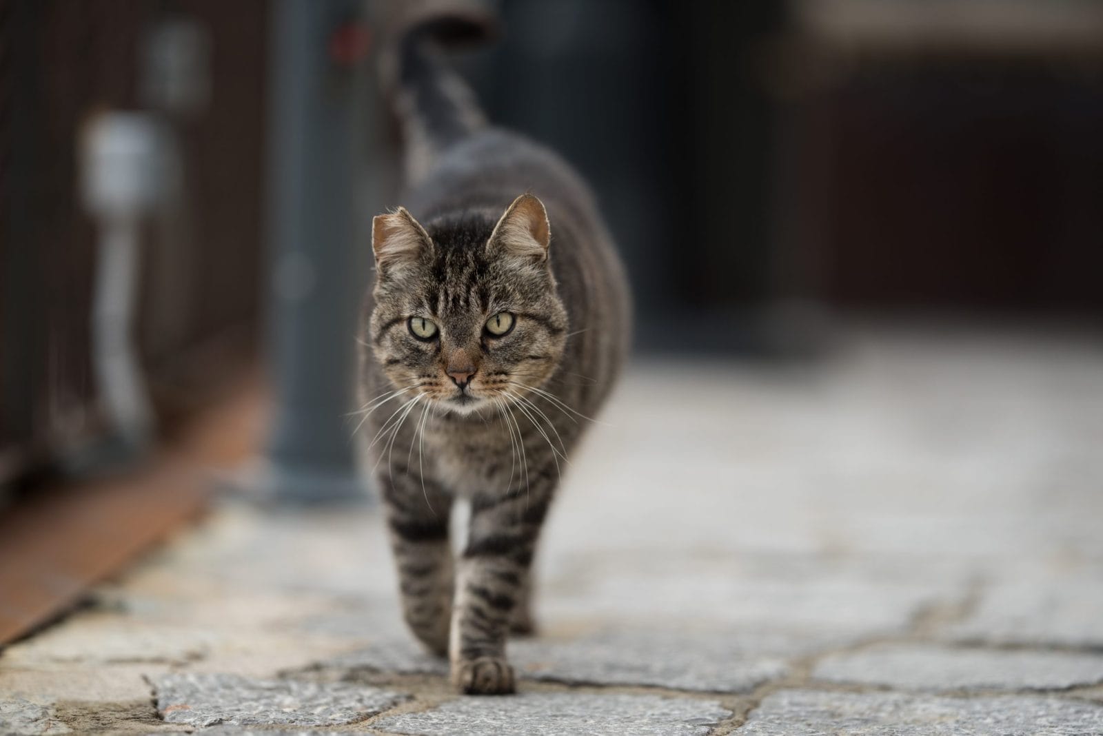 feral cat