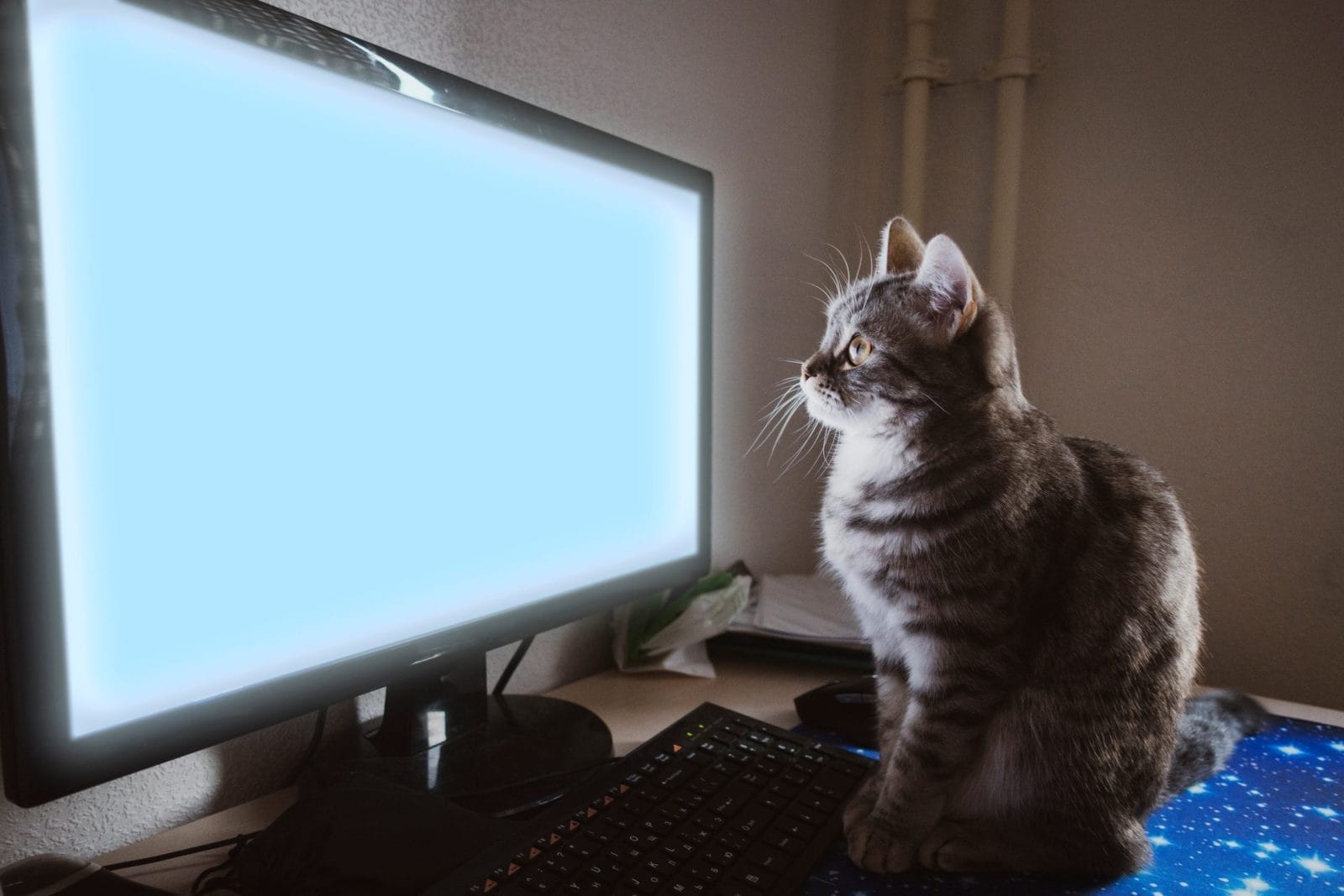 cat is sitting on the table in front of a computer monitor
