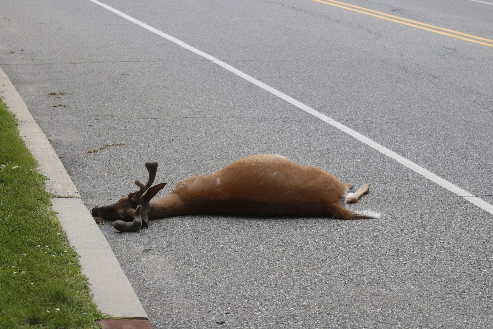 Dead deer by the side of the road