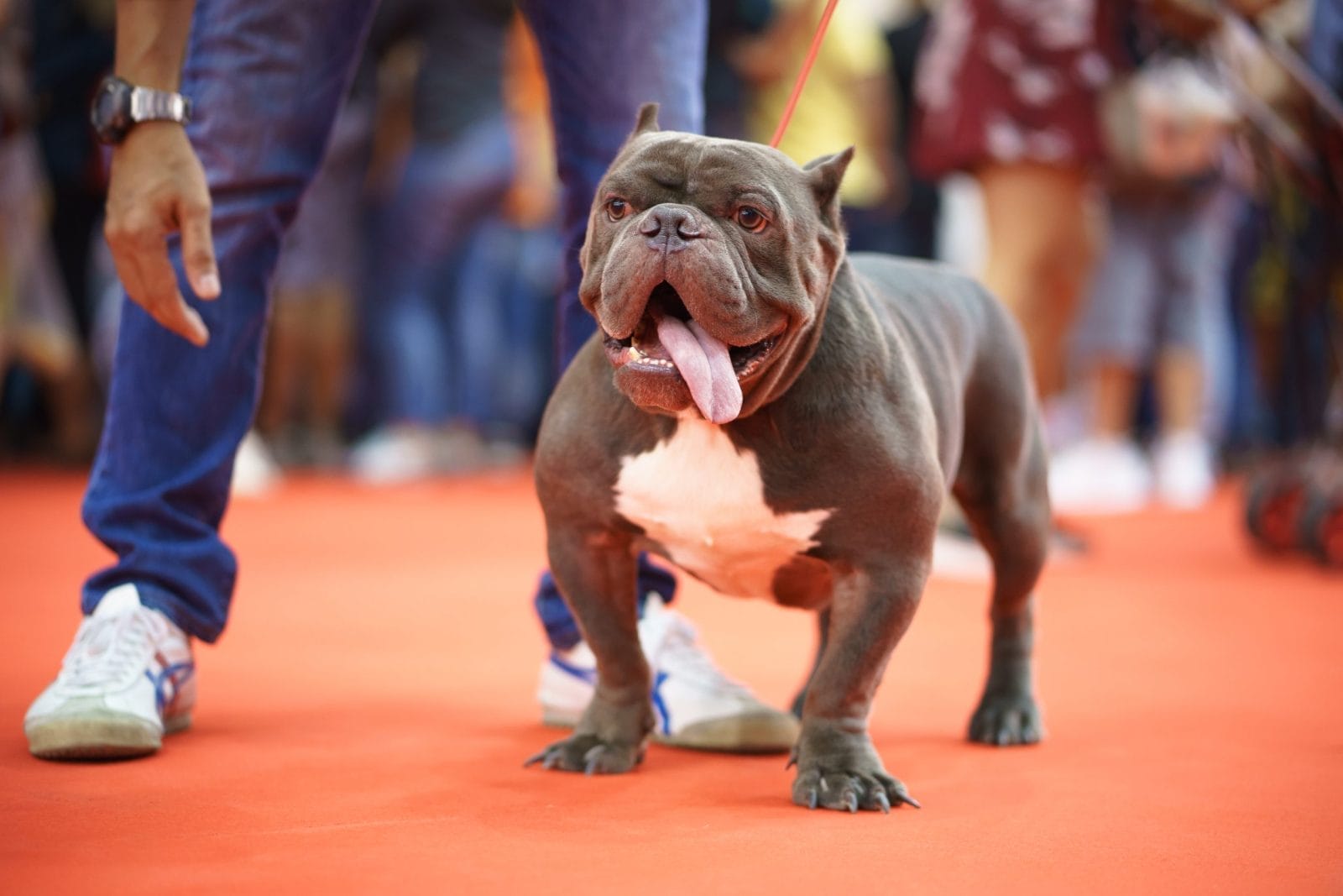 American bully dog species in dog contest