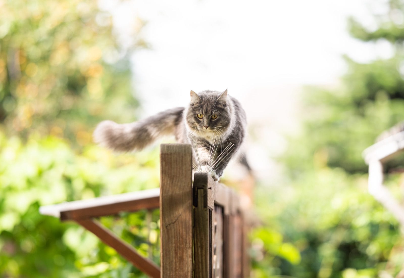 young blue tabby maine coon cat balancing on wooden fence