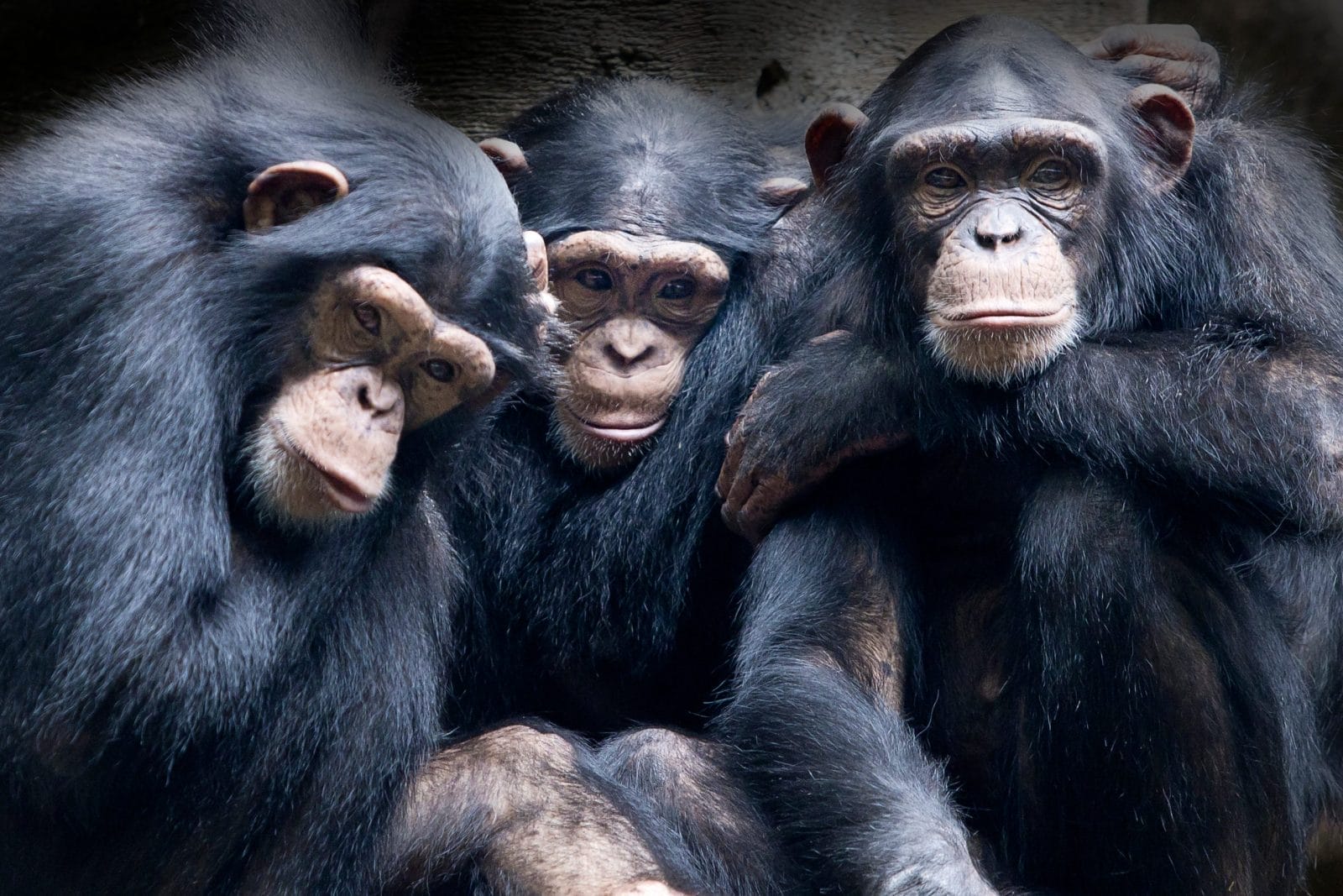 chimpanzee family