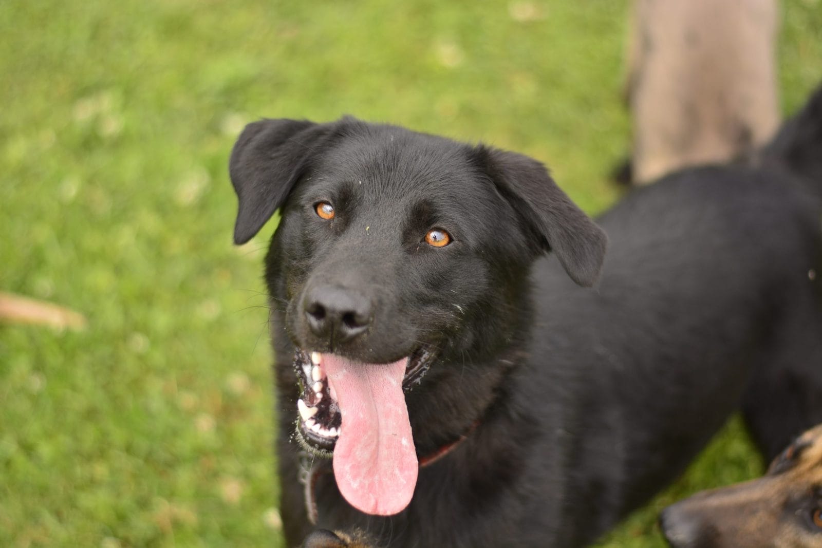 Beautiful labrador mix smiling and looking into camera