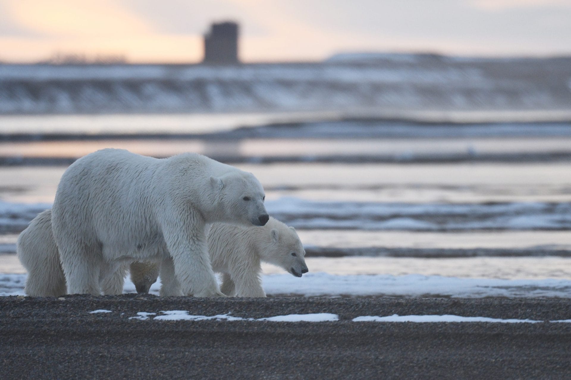 polar bear from Kaktovik arctic region in Alaska
