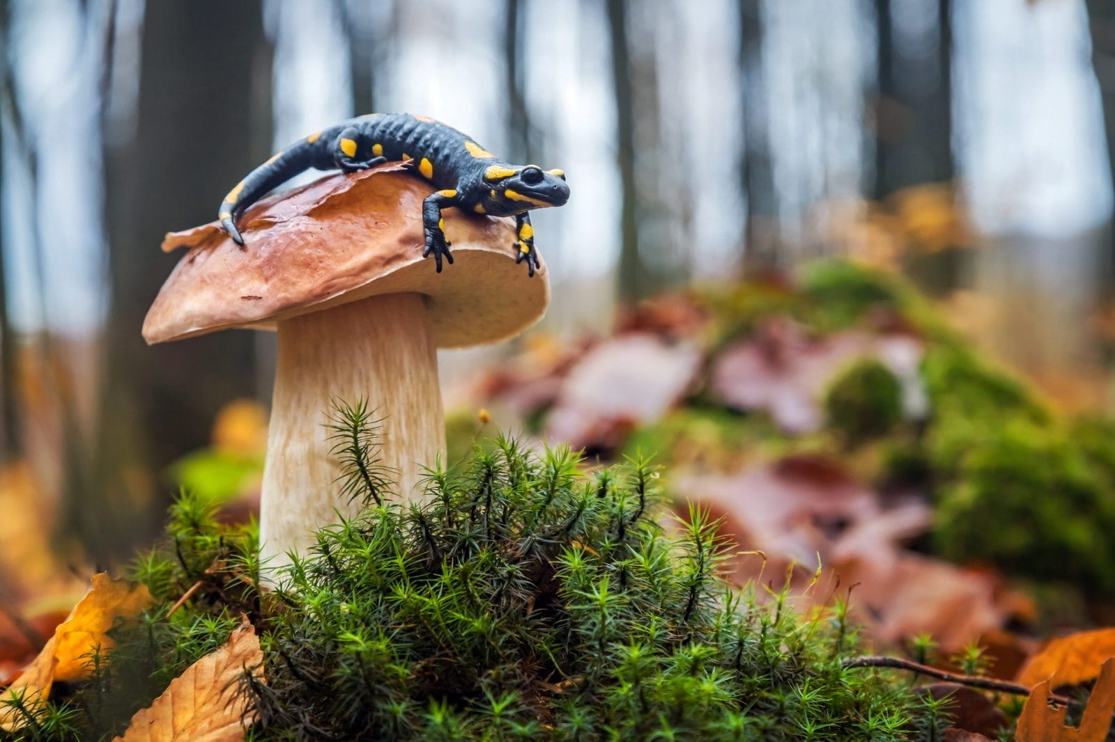Spotted fire salamander sitting on cep mushroom biodiversity