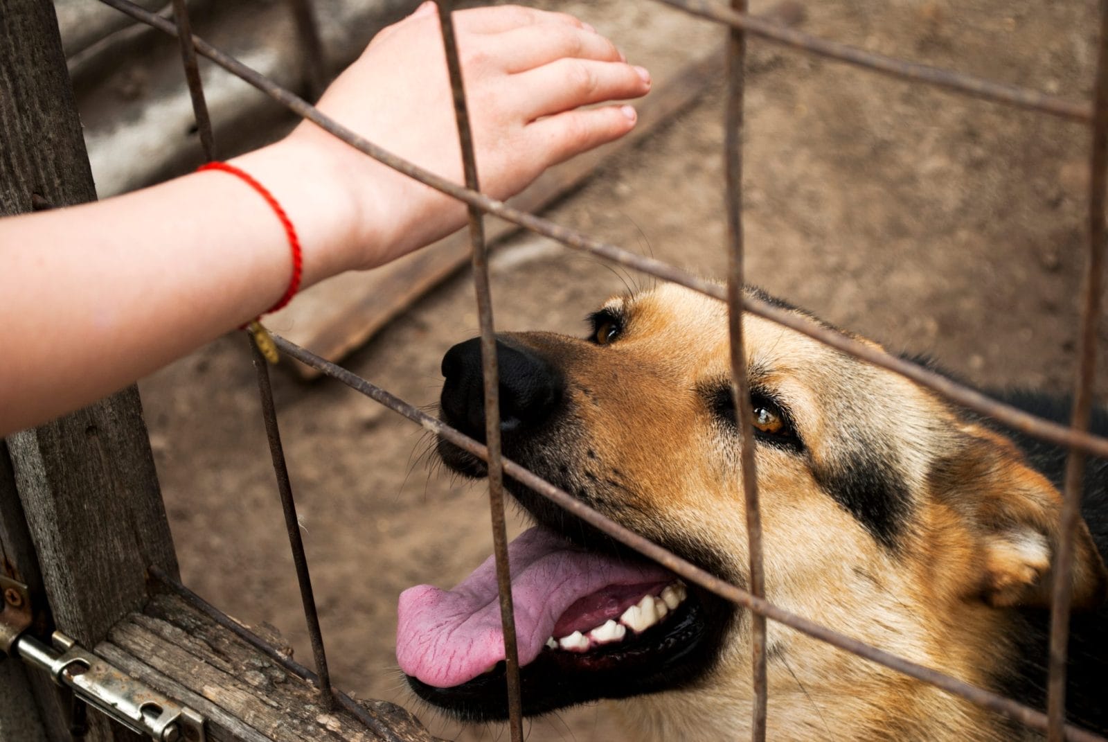 dog in a kennel with a hand inside
