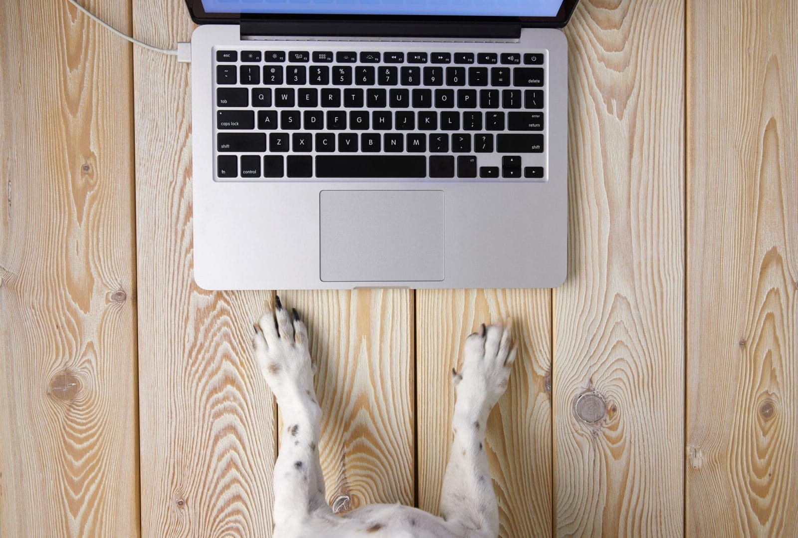 dog at a laptop