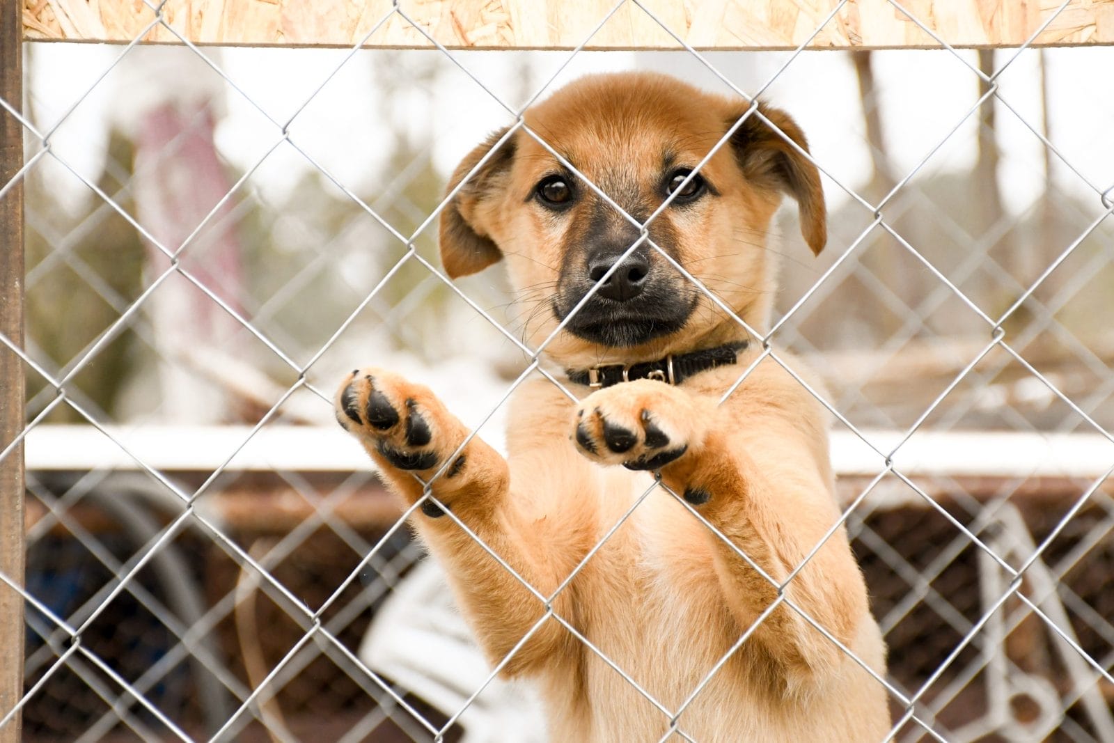 dog in a shelter in a cage
