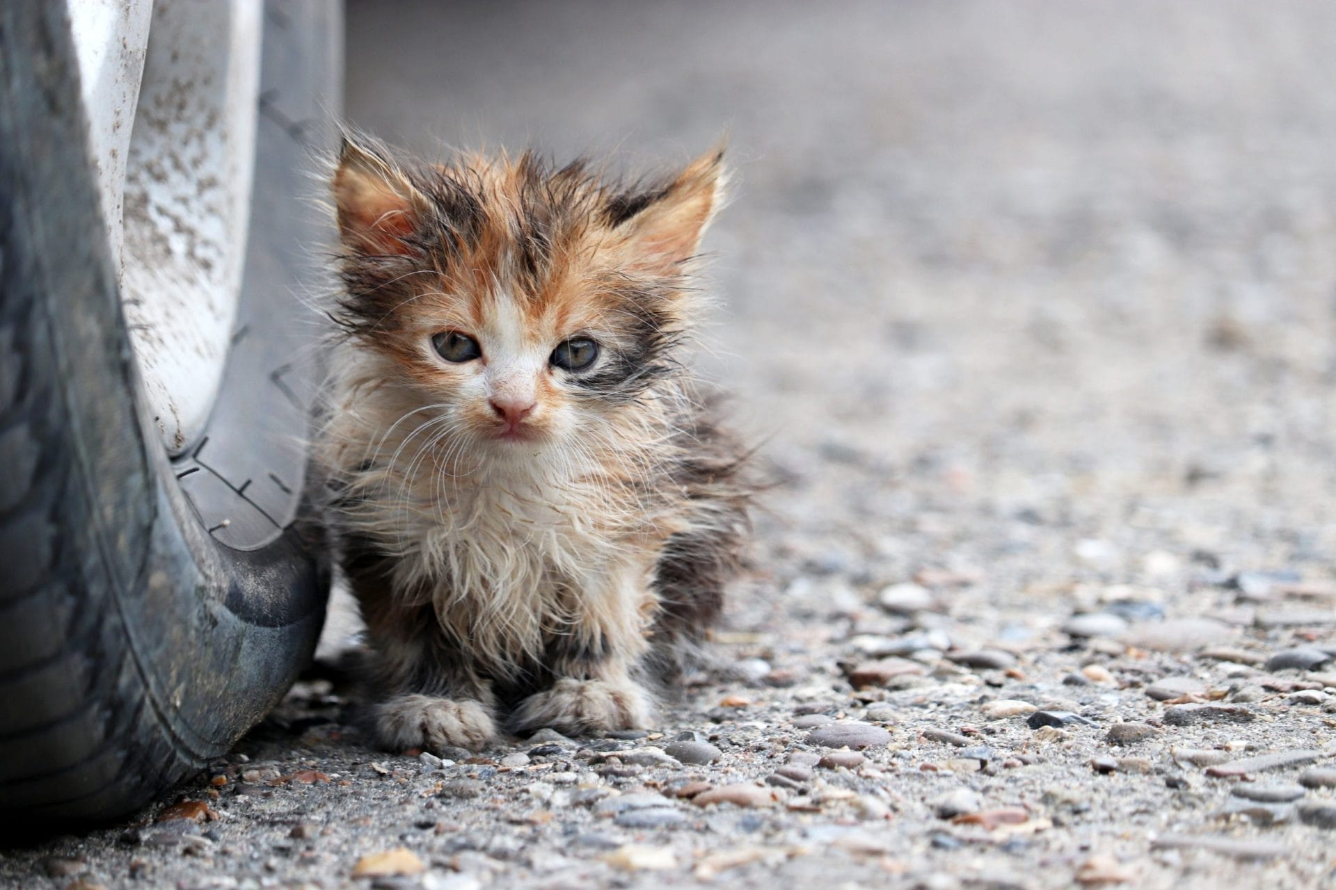 kitten sitting on a street near the car wheel