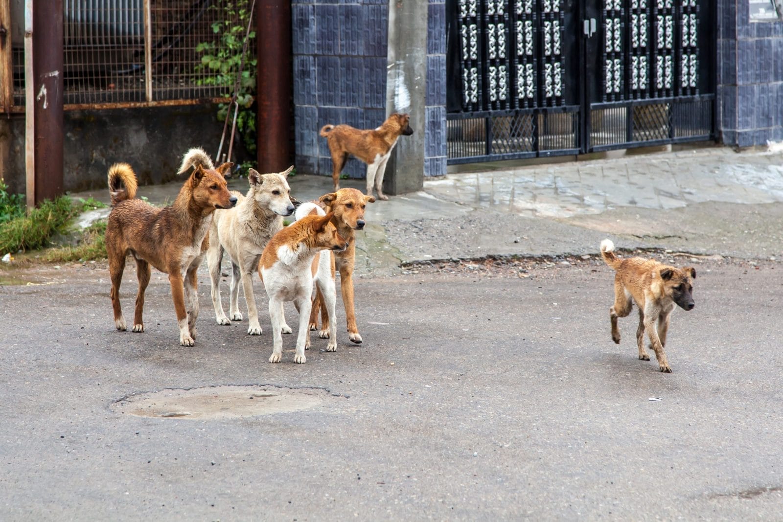 Pack of stray dogs in India