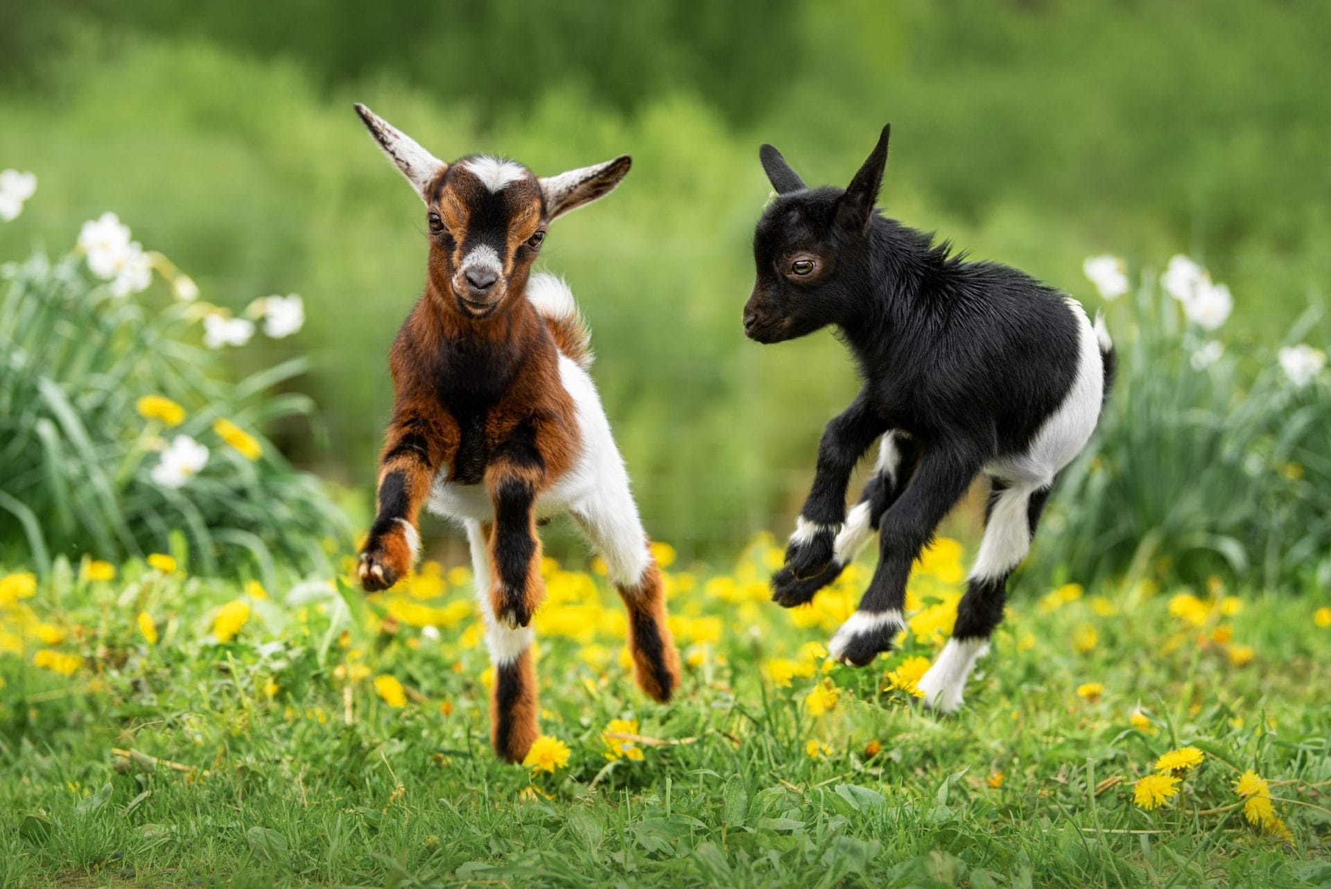 Two goats playing in a field