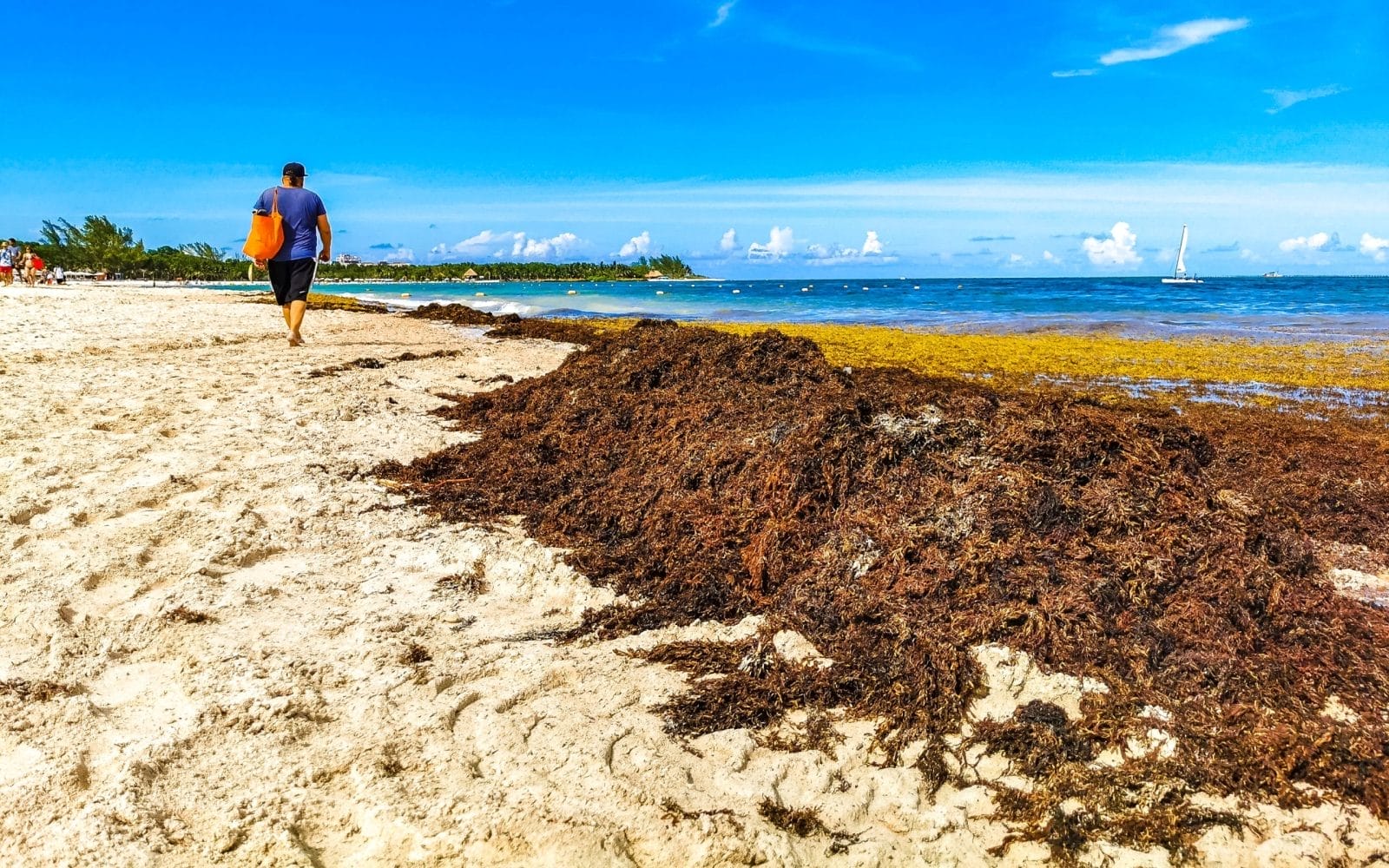 seaweed on the beach