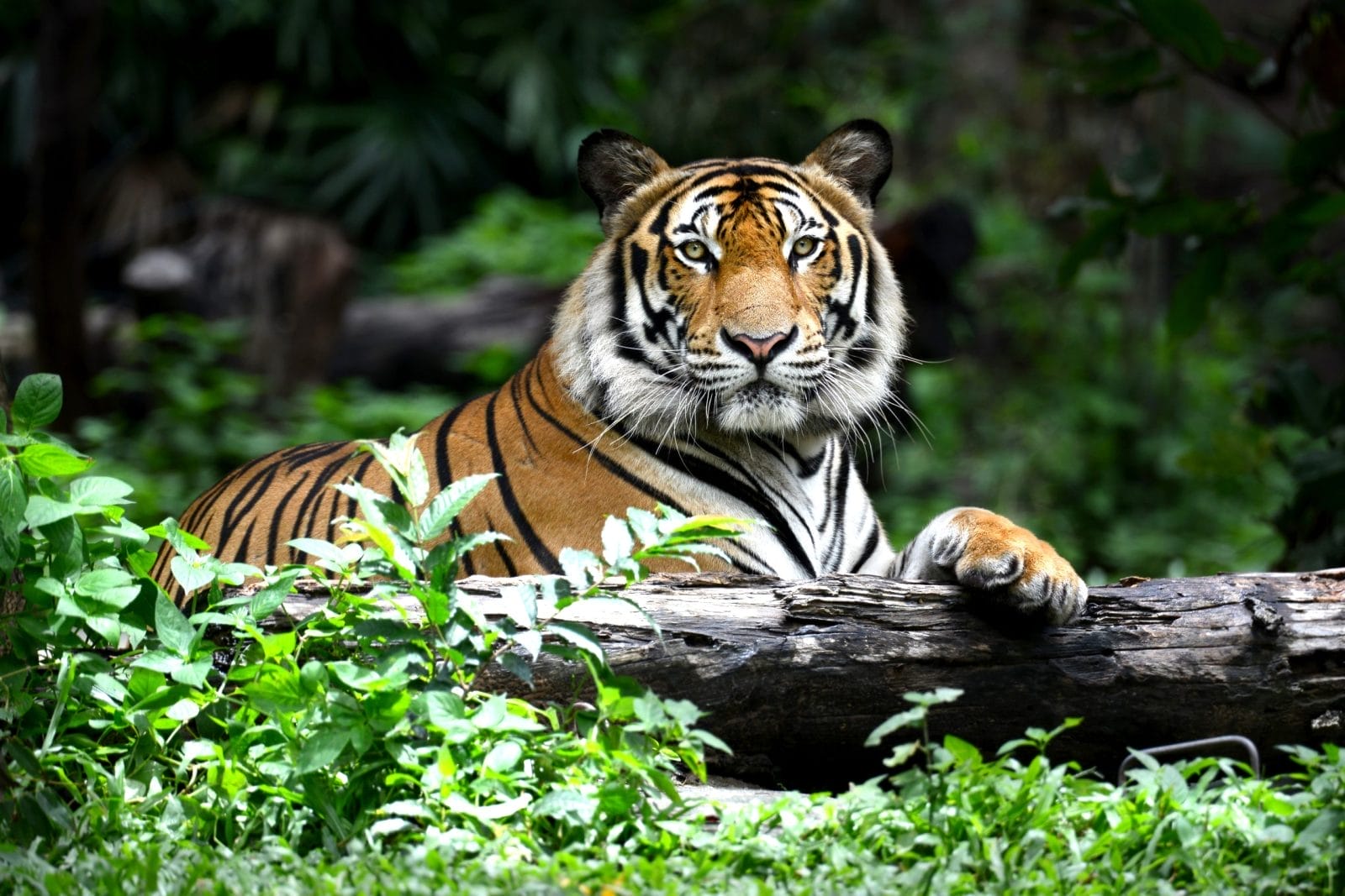 Bengal Tiger in forest show head and leg