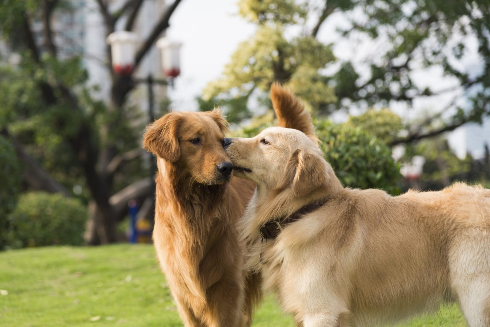 two golden retrievers playing together in a park