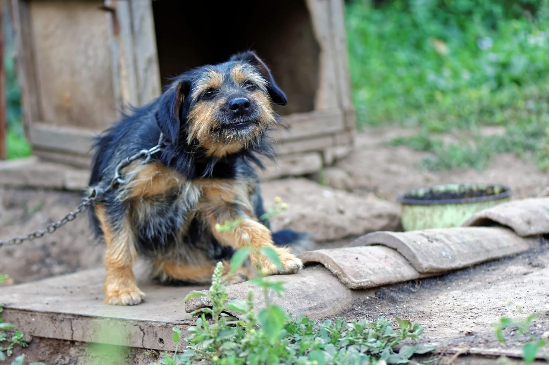 puppy in the backyard chained