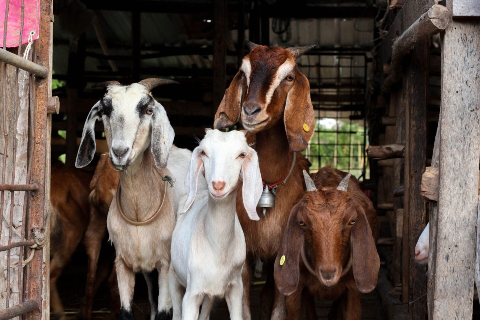 goats at a goat farm