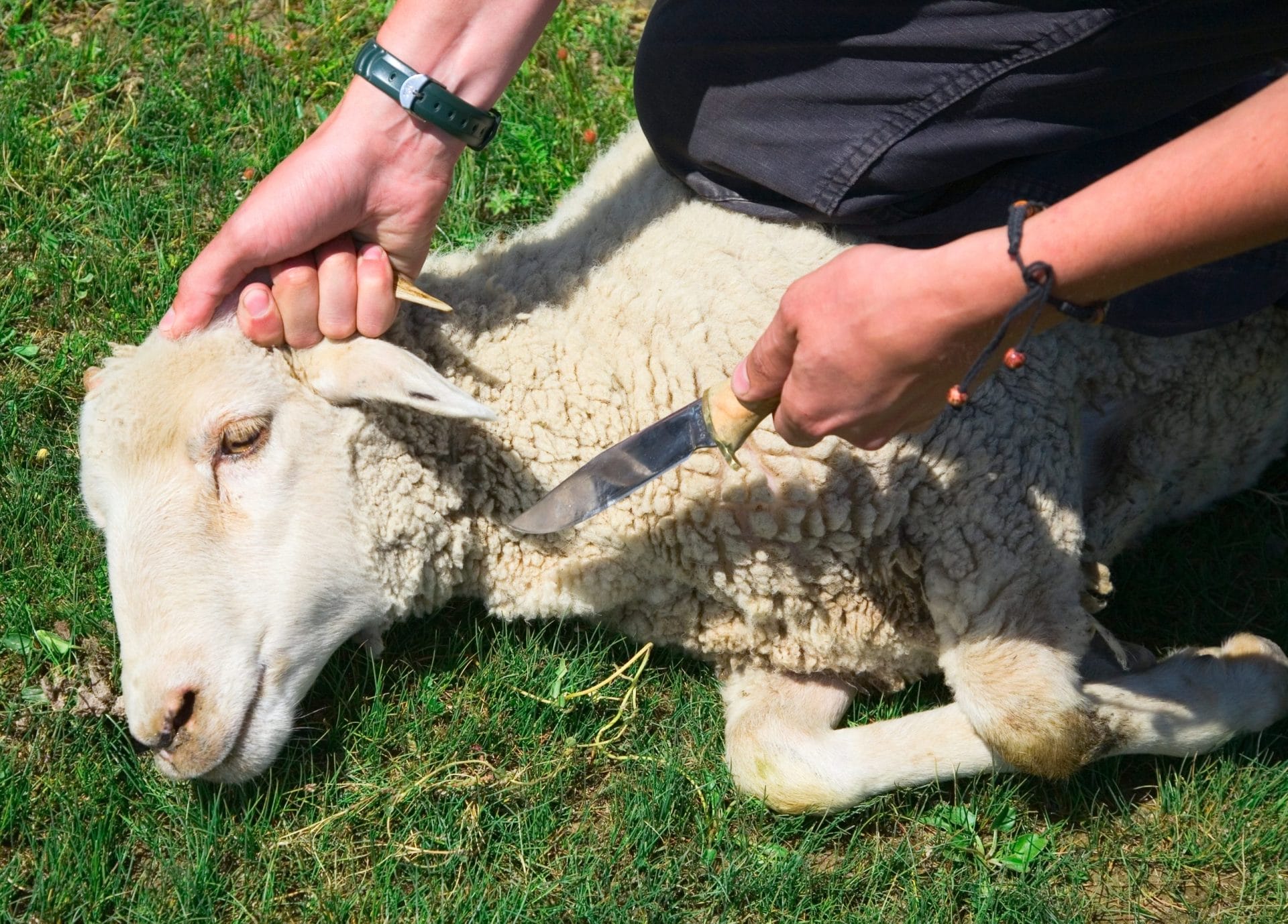 Someone holding a knife to sheep's throat