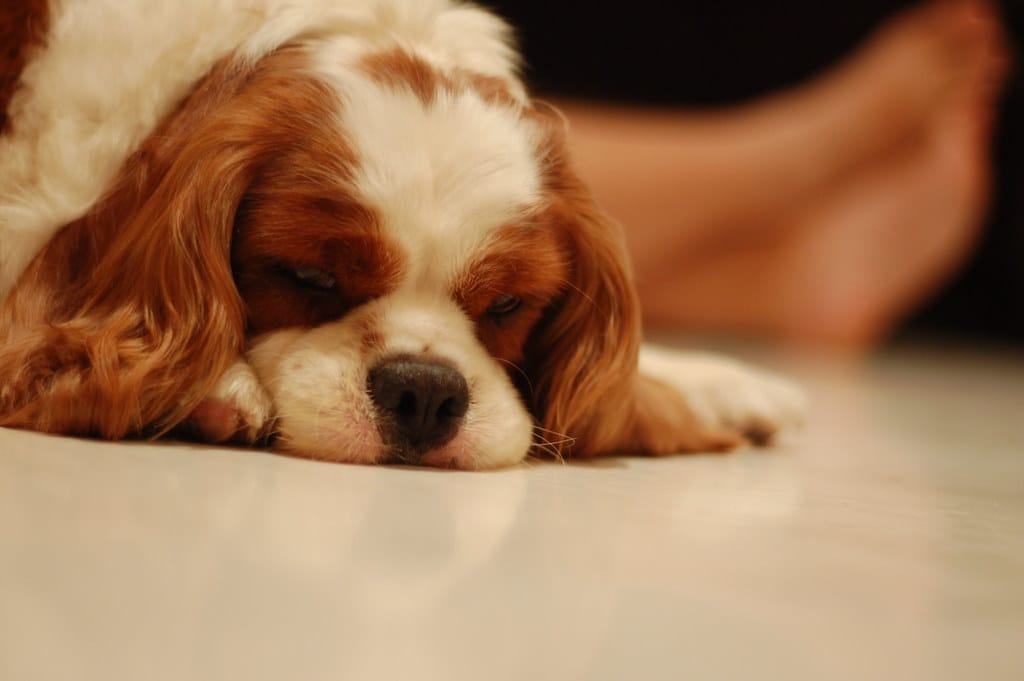 Sleeping Puppy