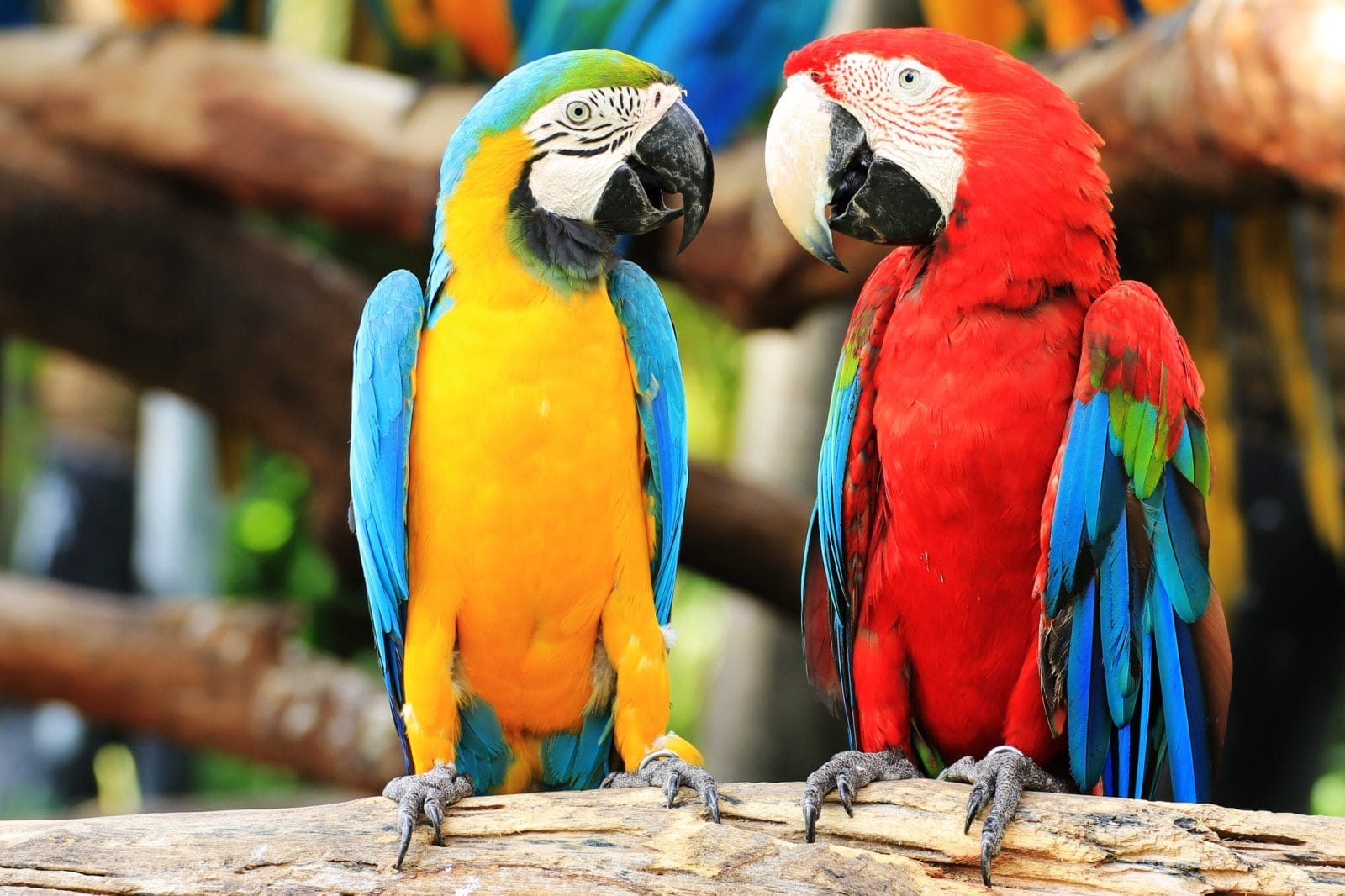 Colorful couple macaws sitting on log
