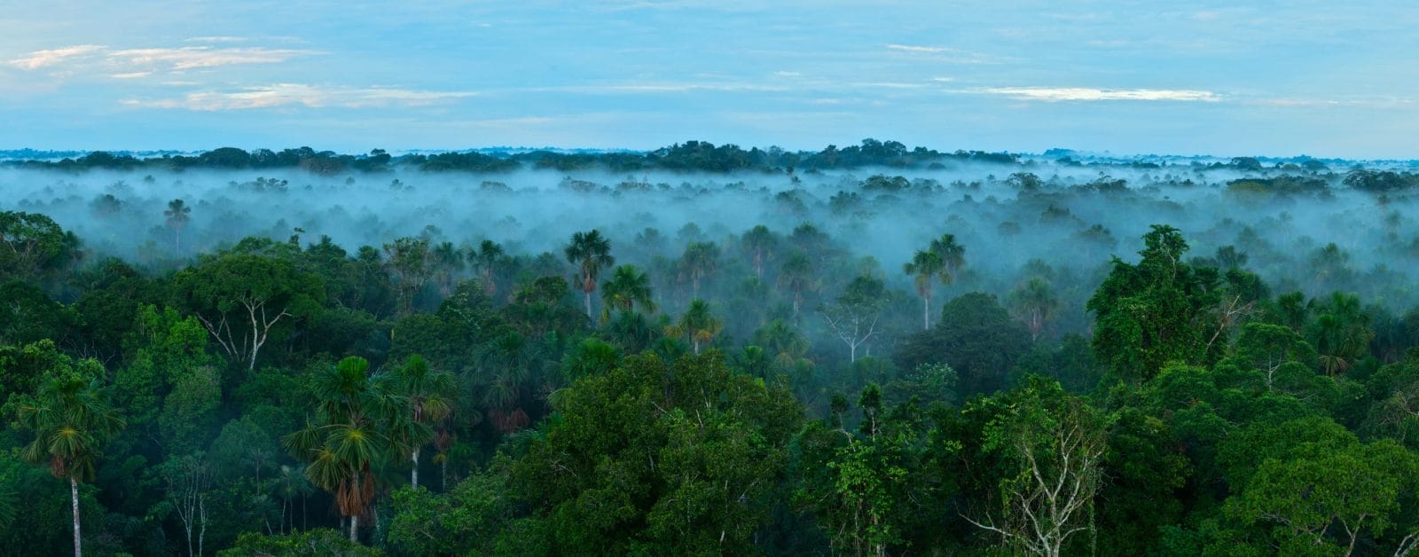 Sunrise in the rainforest