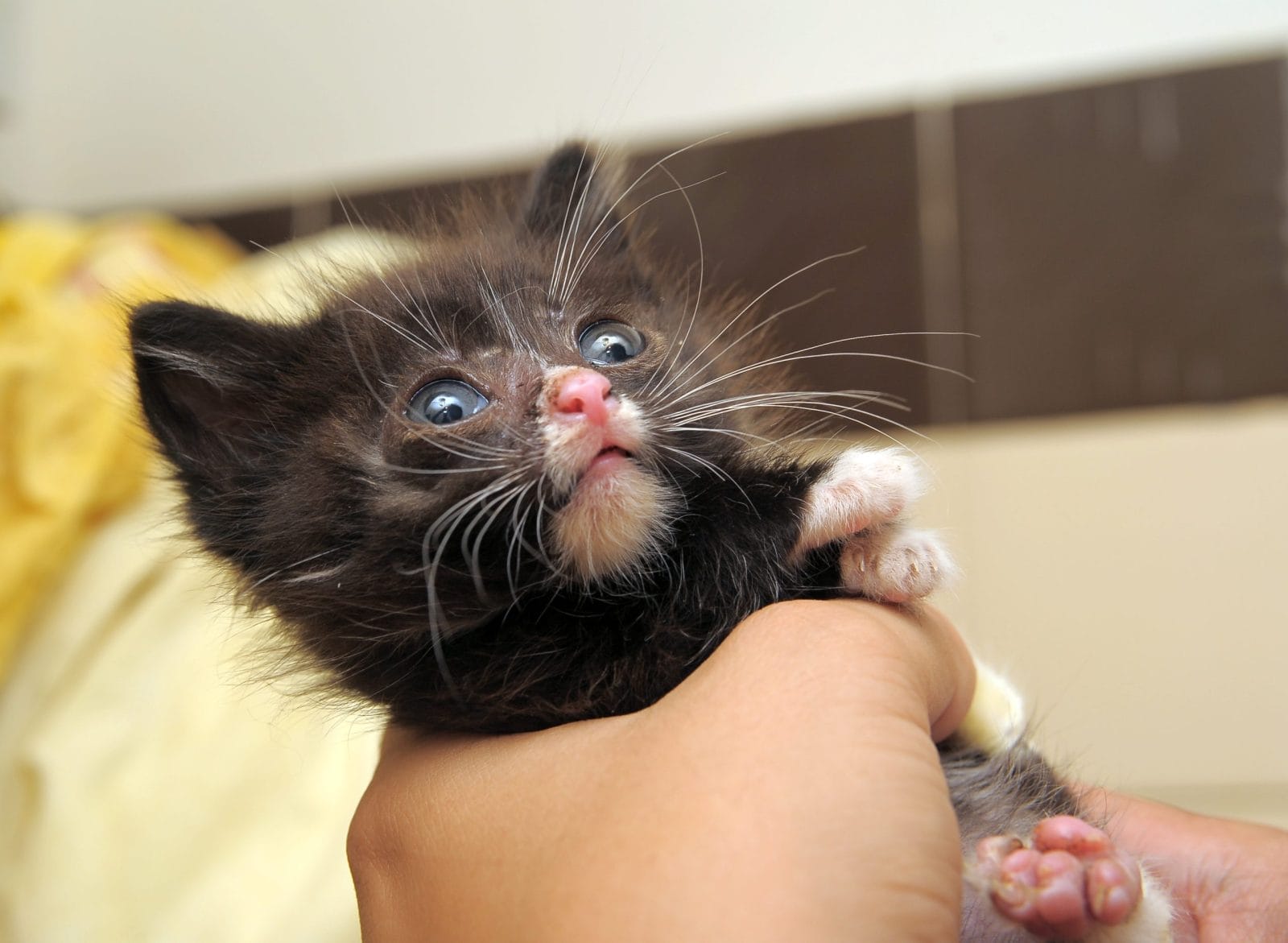 Scared kitten being held by human