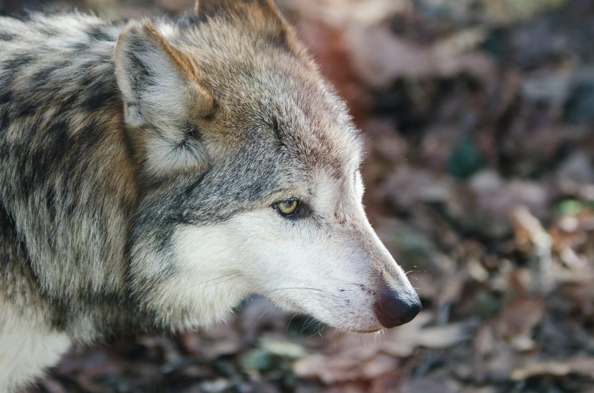 A Mexican Gray Wolf
