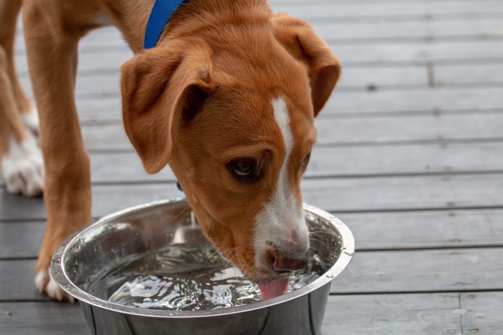 Young dog drinking water