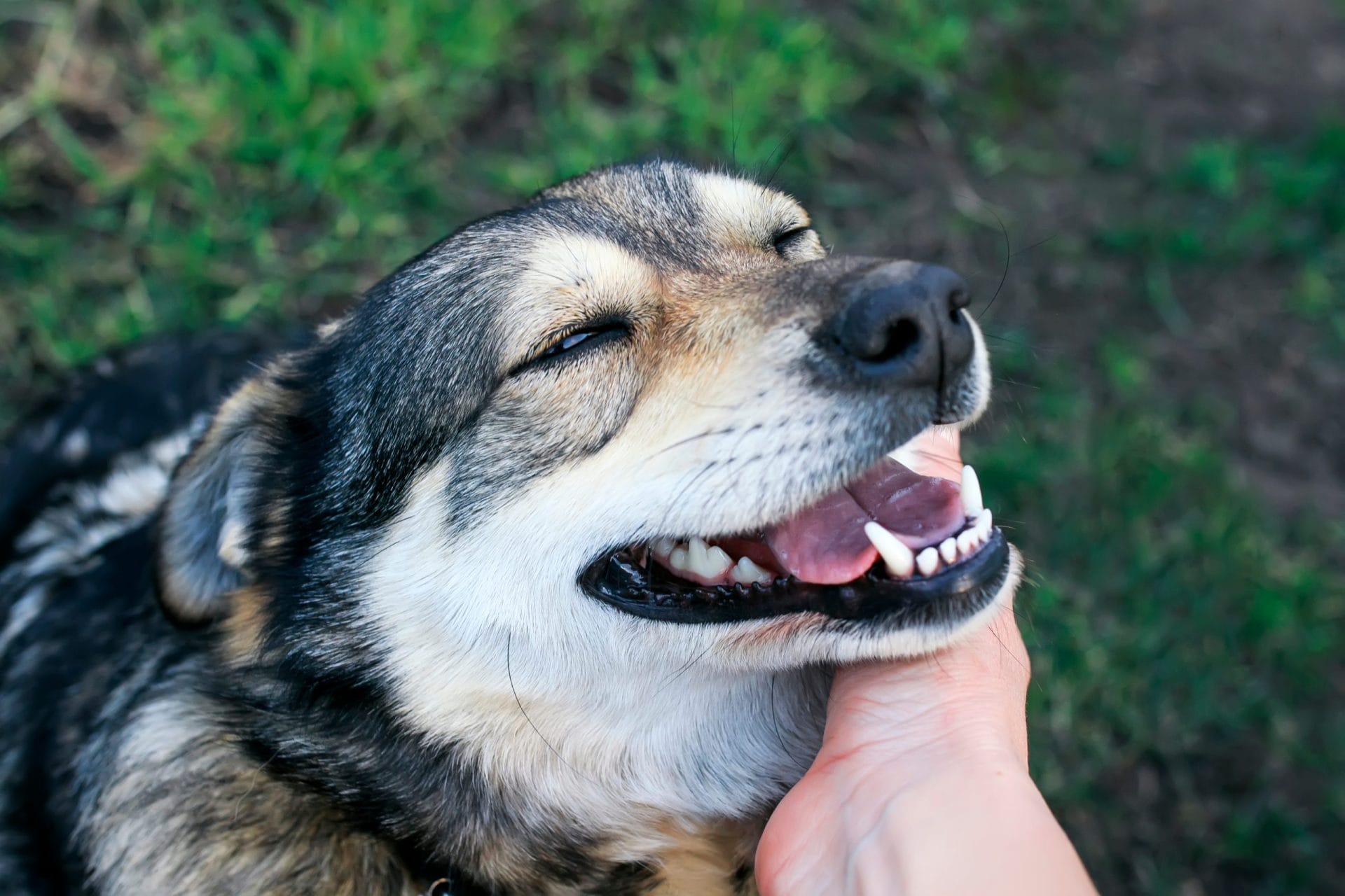 Man stroking dog's neck