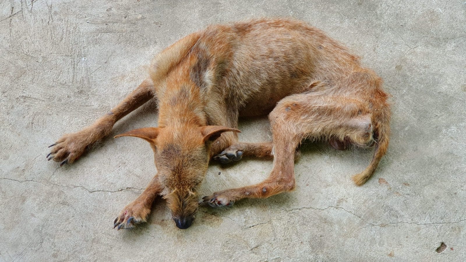 Thin stray dog