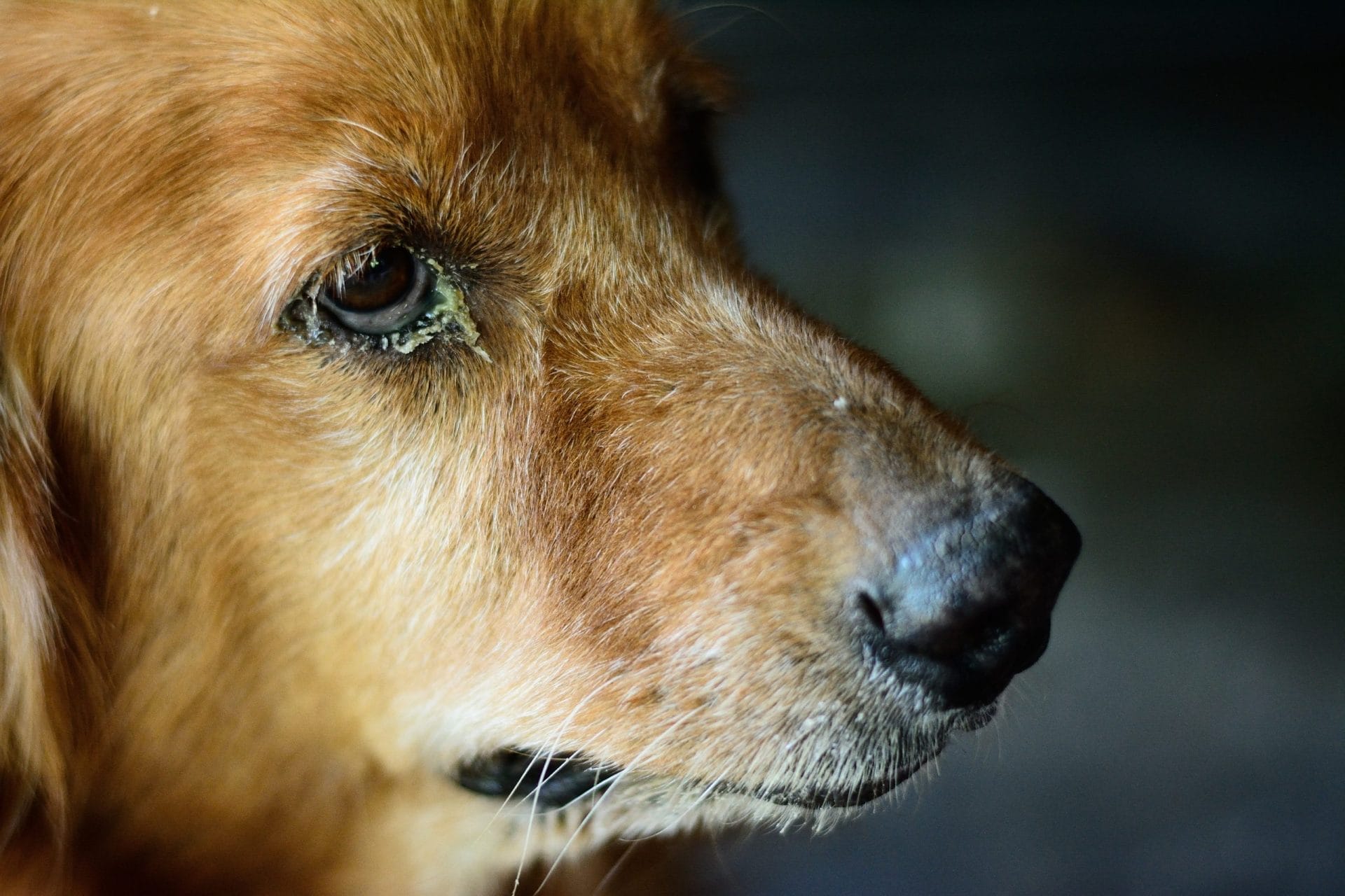 Dog with eye infection