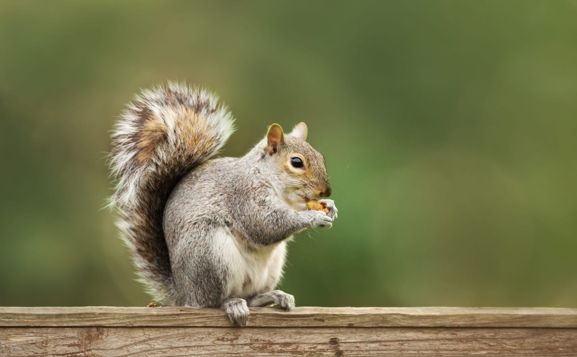 Grey squirrel eating a nut on a fence