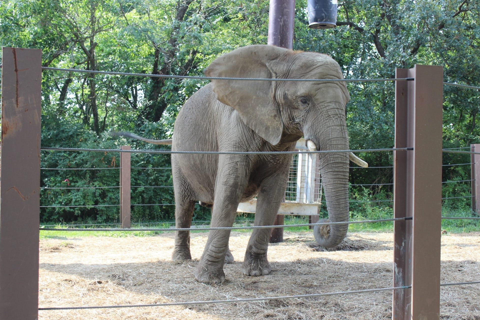 Captive elephant at the Kansas City Zoo