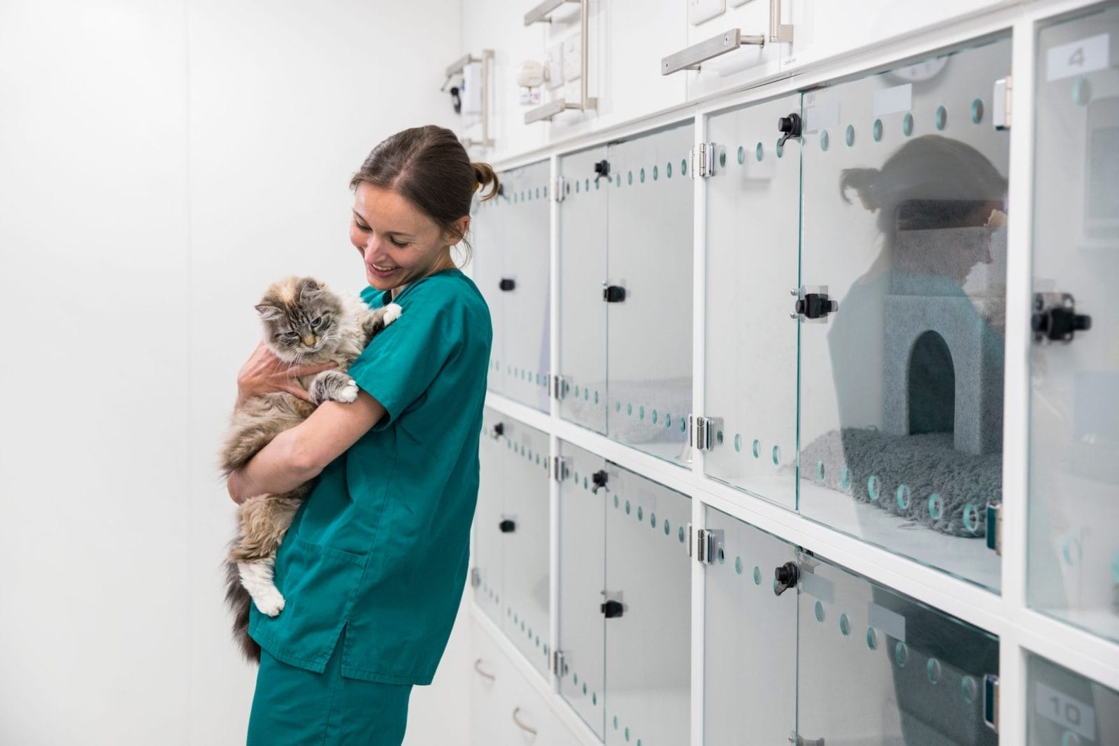vet nursing a cat