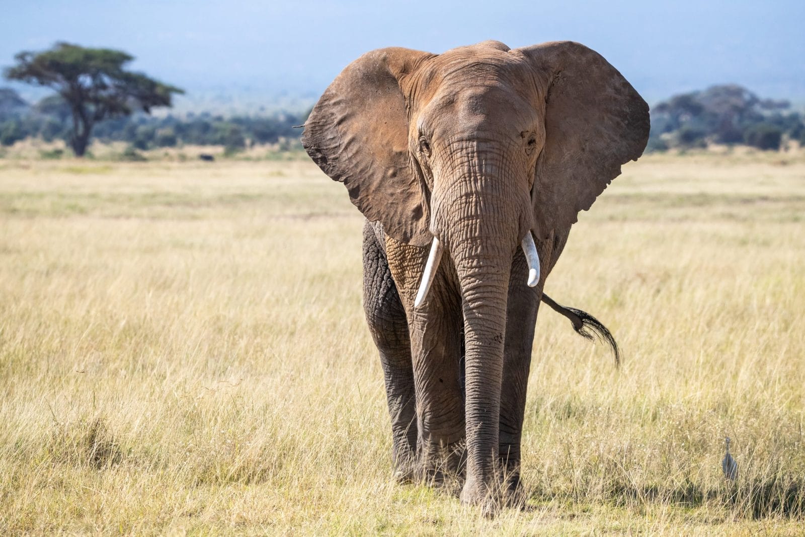 Bull elephant, loxodonta africana, in the grasslands of Amboseli National Park, Kenya
