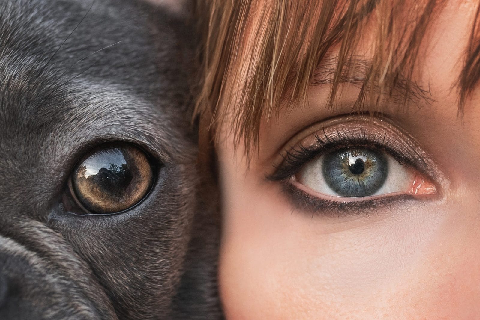 dog and human connection