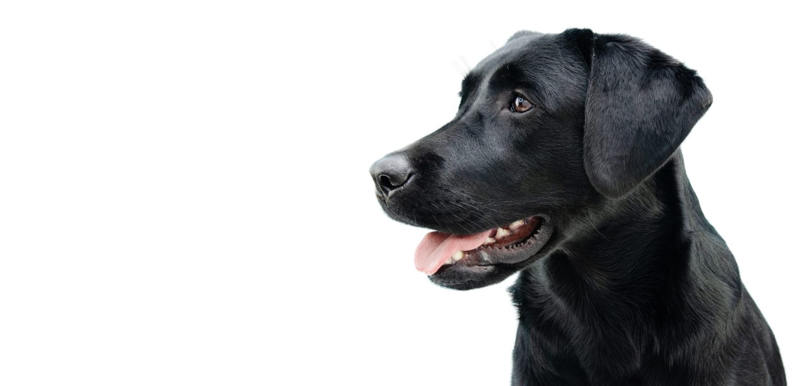 black labrador