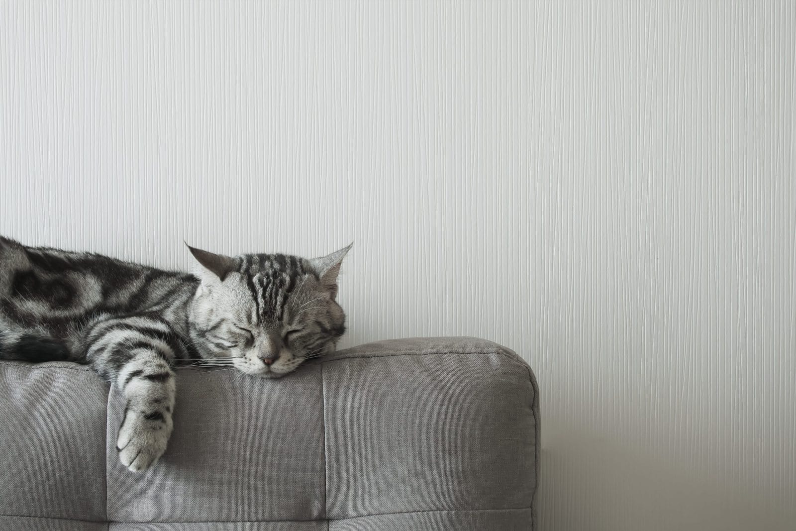 Cat napping