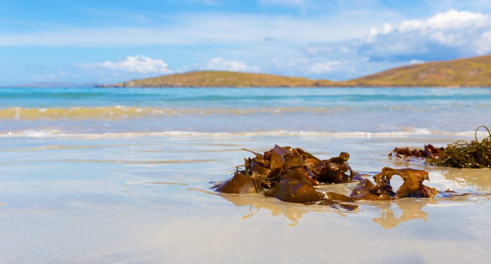Brown seaweed on the beach